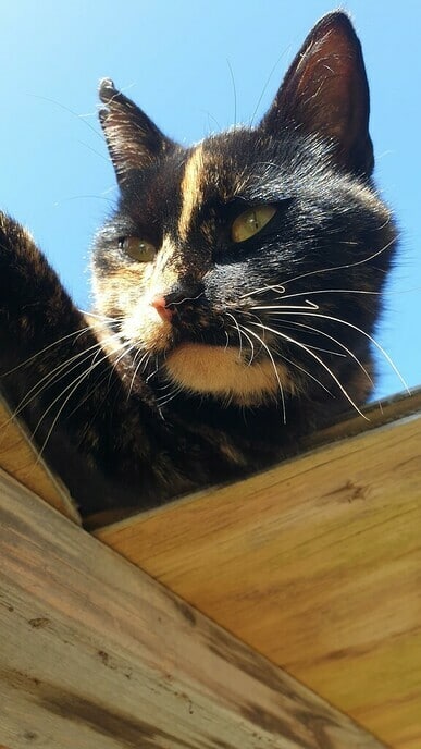 Vermiste schildpad poes - Foto: Ingezonden foto