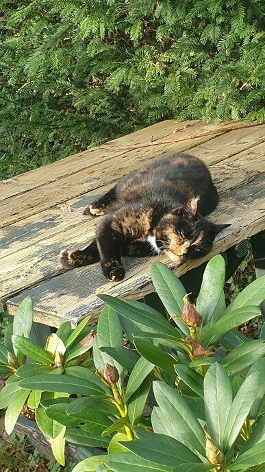 Vermiste schildpad poes - Foto: Ingezonden foto