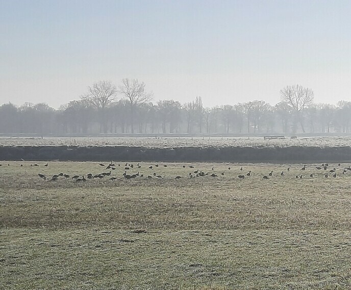 Lawaai middn in de nacht - Foto: Gruune Jopie
