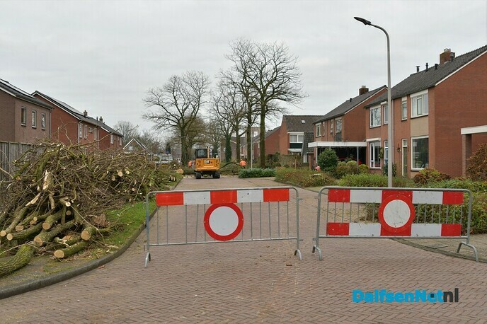 De kap van de Acacia’s aan de van Lentestraat is begonnen - Foto: Johan Bokma