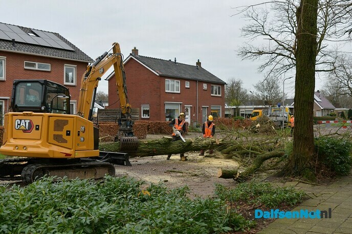 De kap van de Acacia’s aan de van Lentestraat is begonnen - Foto: Johan Bokma