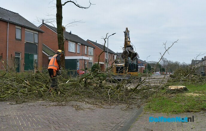 De kap van de Acacia’s aan de van Lentestraat is begonnen - Foto: Johan Bokma