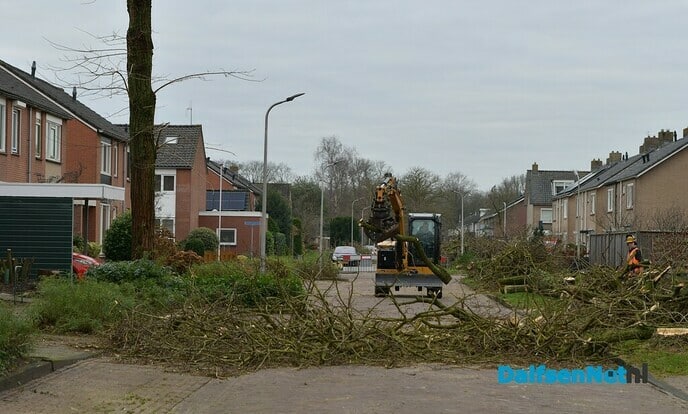 De kap van de Acacia’s aan de van Lentestraat is begonnen - Foto: Johan Bokma