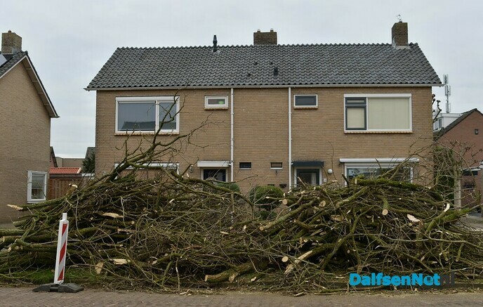 De kap van de Acacia’s aan de van Lentestraat is begonnen - Foto: Johan Bokma