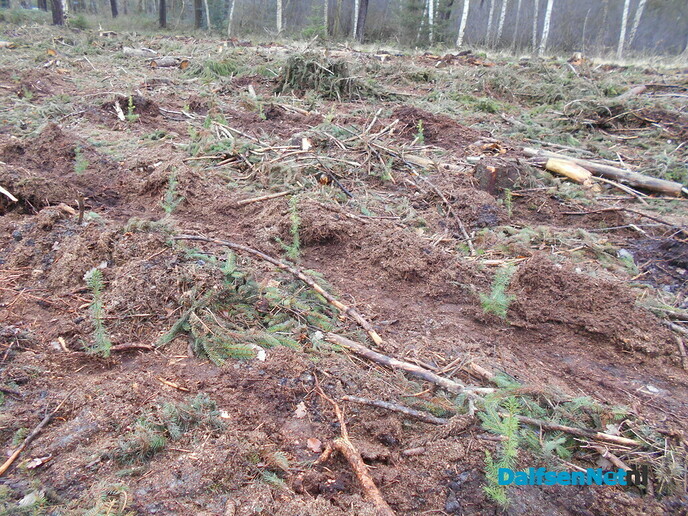 Klimaatbestendig bos al weer deels ingeplant