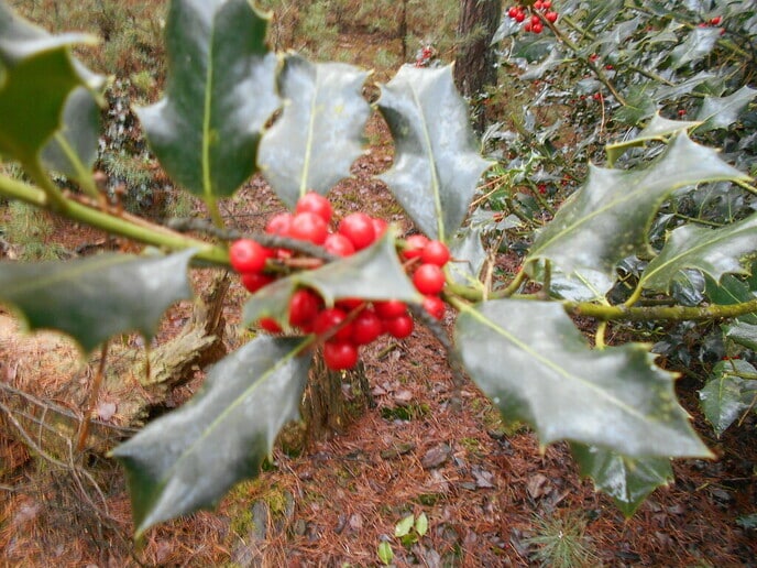 Extra lange kerstvakantie