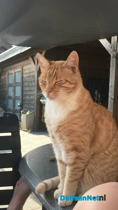 Rode kater vermist - Foto: Ingezonden foto