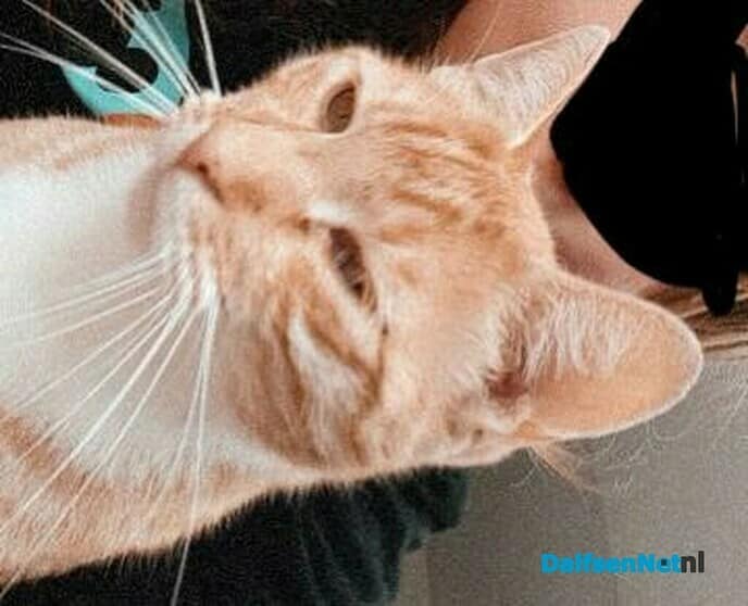 Rode kater vermist - Foto: Ingezonden foto