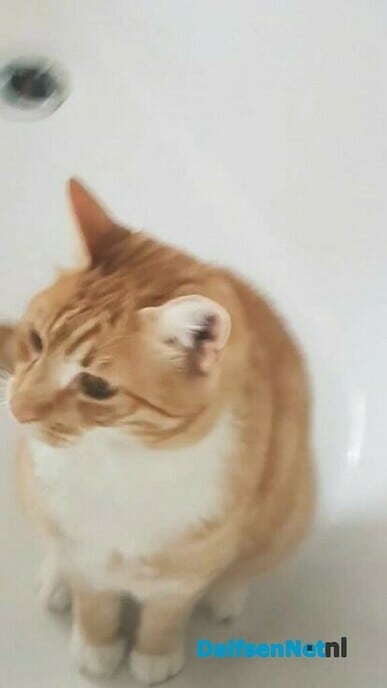 Rode kater vermist - Foto: Ingezonden foto