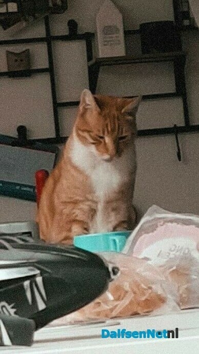 Rode kater vermist - Foto: Ingezonden foto