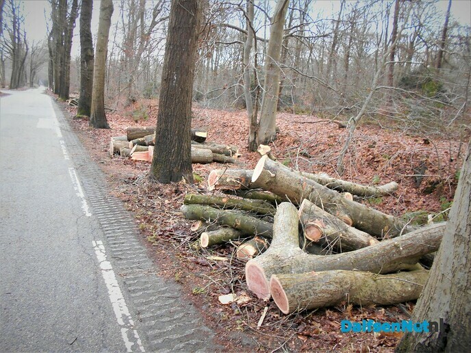 Onderhoud bomen Heinoseweg