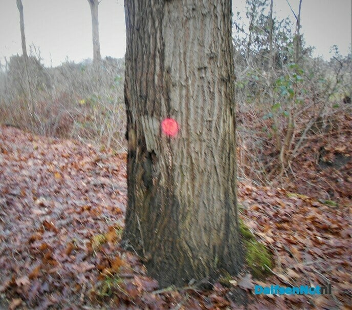 Onderhoud bomen Heinoseweg