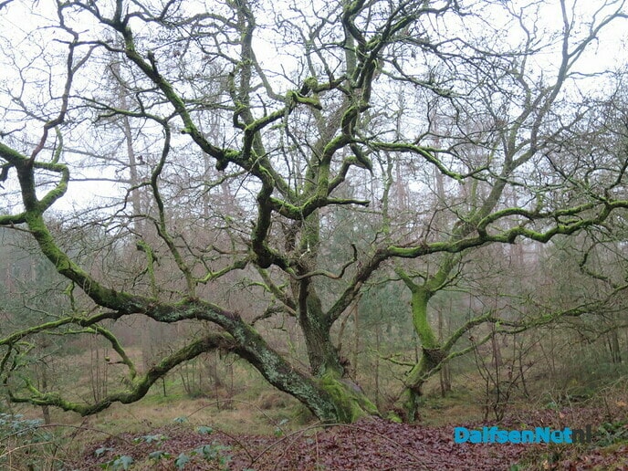 Een wandeling over Landgoed Rechteren en … - Foto: Wim