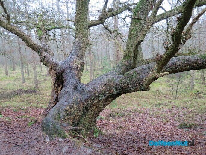 Een wandeling over Landgoed Rechteren en … - Foto: Wim