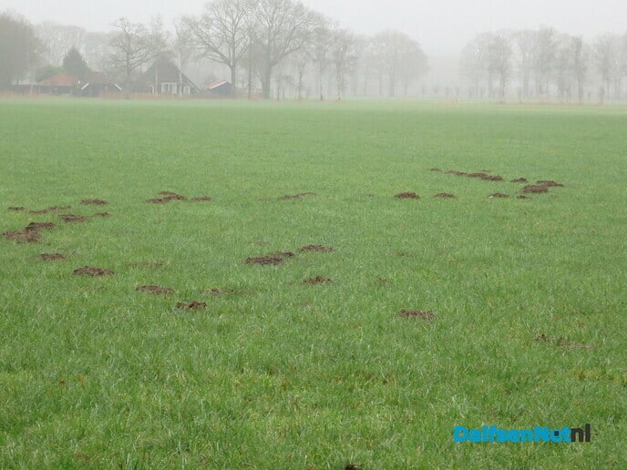 Het wordt nu echt lente.. - Foto: Wim
