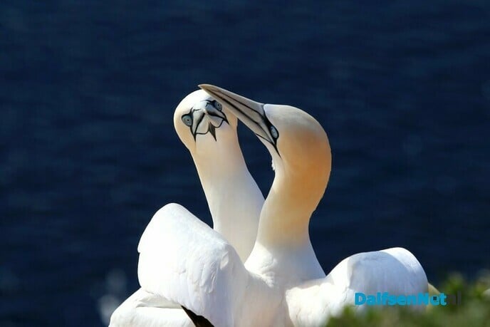 Schotse Gans - Foto: Ingezonden foto