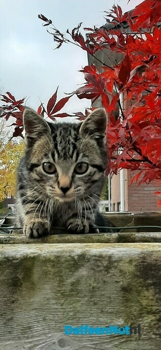 Poes Sunny vermist en weer thuis - Foto: Ingezonden foto