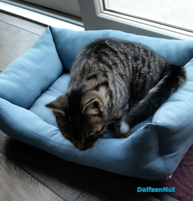 Poes Sunny vermist en weer thuis - Foto: Ingezonden foto