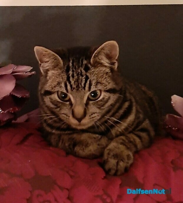 Poes Sunny vermist en weer thuis - Foto: Ingezonden foto