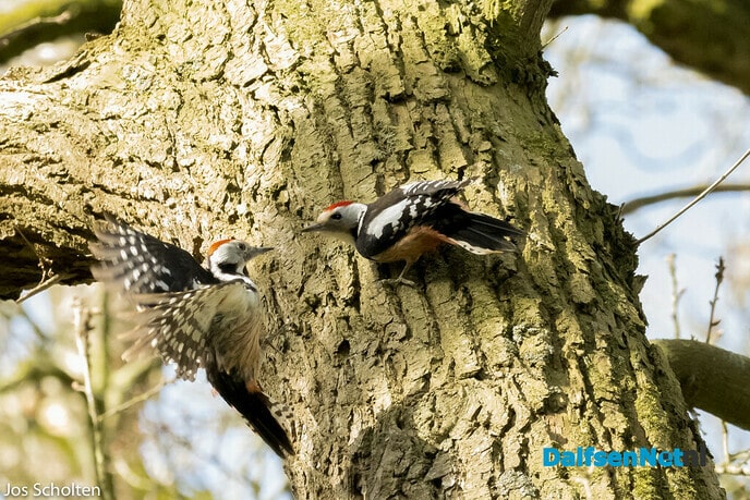 Eksterspecht - Foto: Ingezonden foto