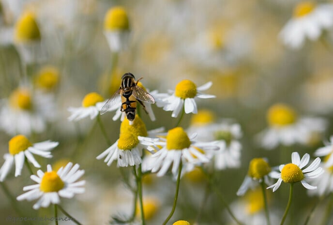 Verhuur je grond niet voor lelieteelt - Foto: Ingezonden foto