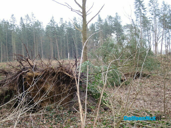 Stormschade, hoofdzakelijk omgewaaide bomen - Foto: Wim