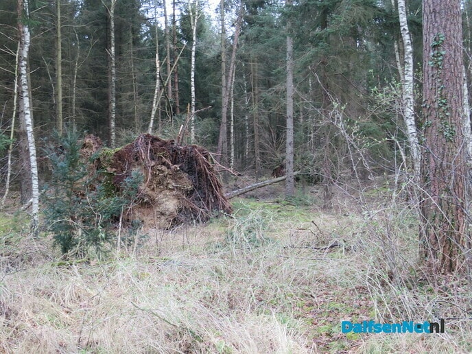 Stormschade, hoofdzakelijk omgewaaide bomen - Foto: Wim