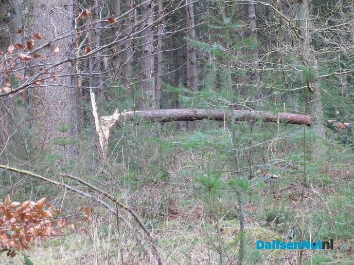 Stormschade, hoofdzakelijk omgewaaide bomen - Foto: Wim