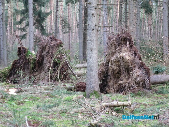 Stormschade, hoofdzakelijk omgewaaide bomen - Foto: Wim
