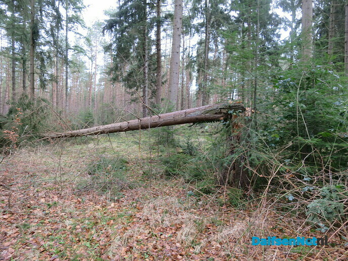Stormschade, hoofdzakelijk omgewaaide bomen - Foto: Wim