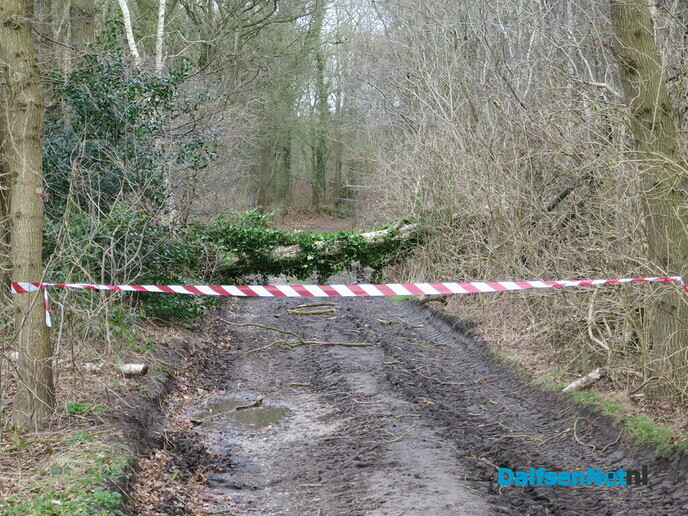 Stormschade, hoofdzakelijk omgewaaide bomen - Foto: Wim