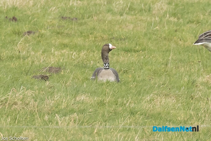 Wilde Noordse Gans - Foto: Ingezonden foto