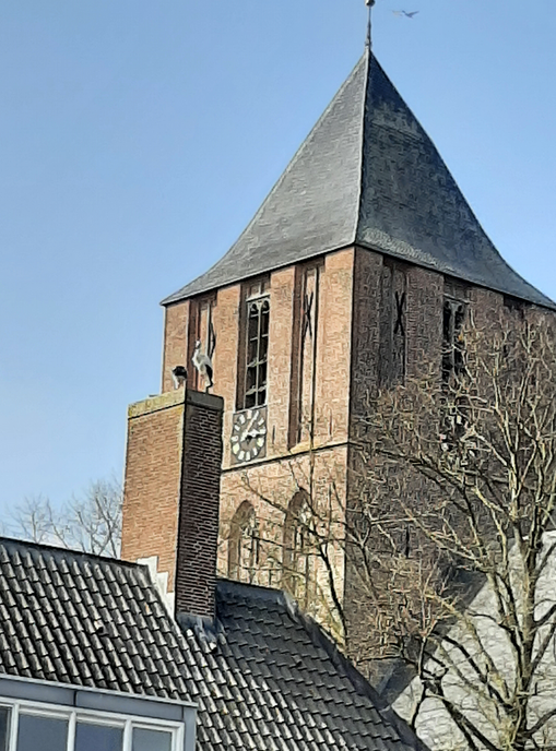 De ooievaars zijn er weer - Foto: Ingezonden foto