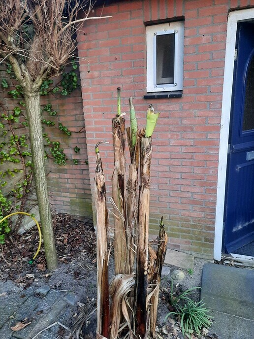 Kiek es an - Foto: Gruune Jopie