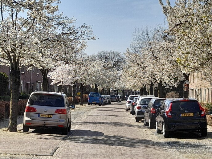 Bomen Irenestraat - Foto: Ingezonden foto