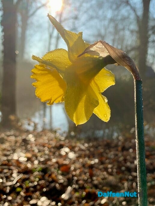 21 maart vroege lente wandeling! - Foto: Ingezonden foto