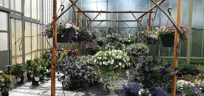 Zelf je planten in de kas uitzoeken, daar word je toch blij van