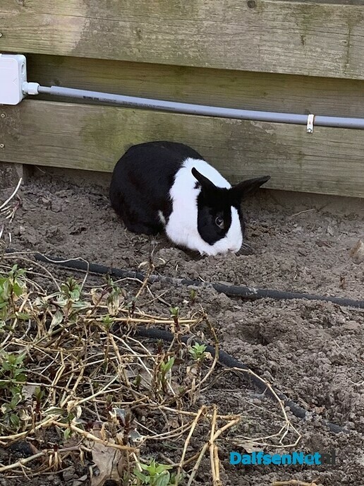 Konijn op bezoek. - Foto: Ingezonden foto