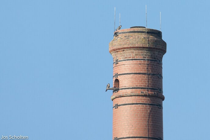 Gemeiner Falck - Foto: Ingezonden foto