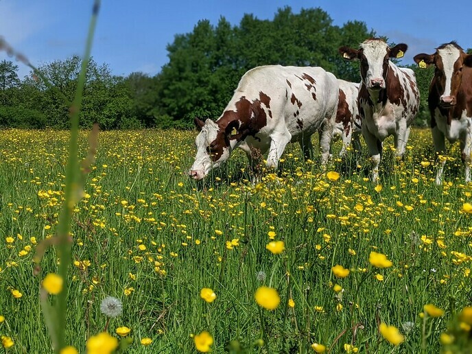 Verdienen aan natuur voor boeren nog niet eenvoudig - Foto: Ingezonden foto