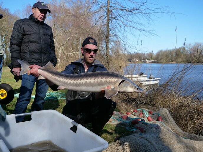 Visserijkundig onderzoek Hulsterplassen