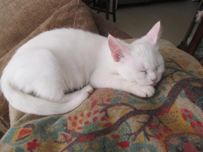 Wie helpt even een witte kat naar binnen lokken - Foto: Ingezonden foto