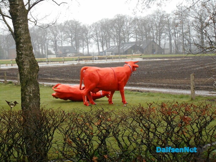 Koe aan het kalveren in stromende regen