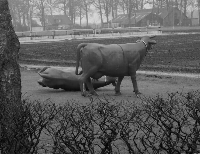 Koe aan het kalveren in stromende regen