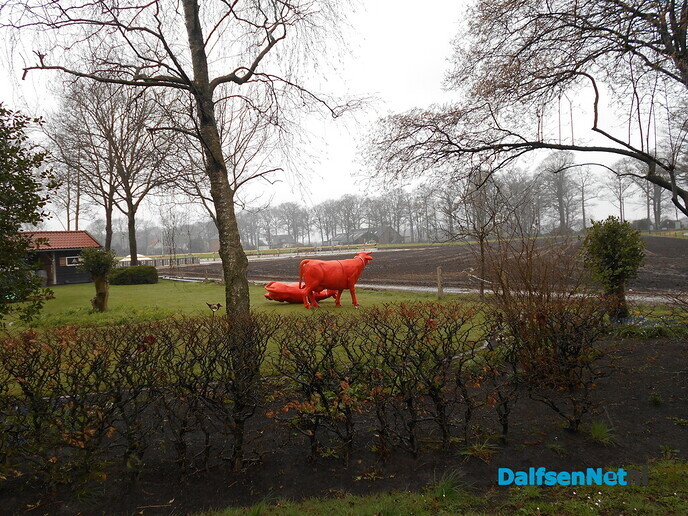 Koe aan het kalveren in stromende regen