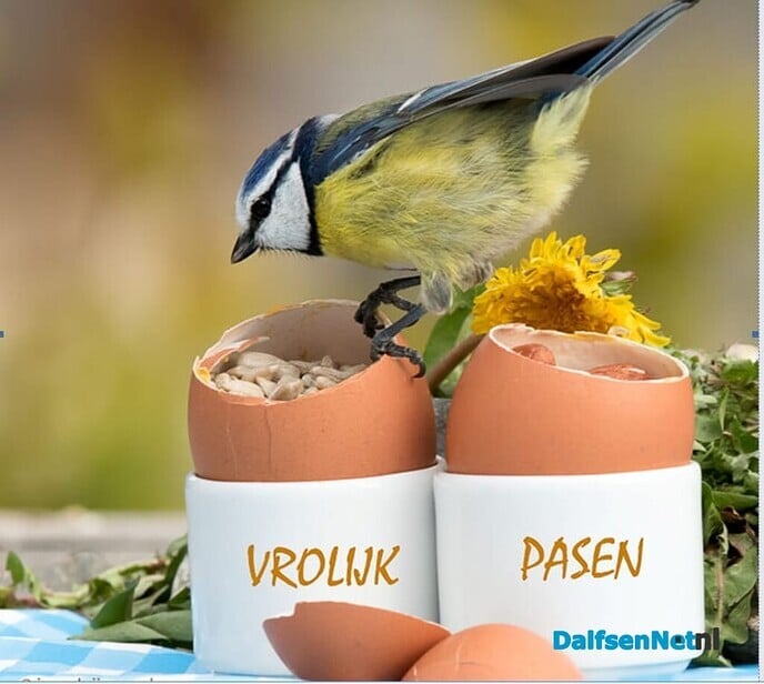 Blauwkopje - Foto: Ingezonden foto