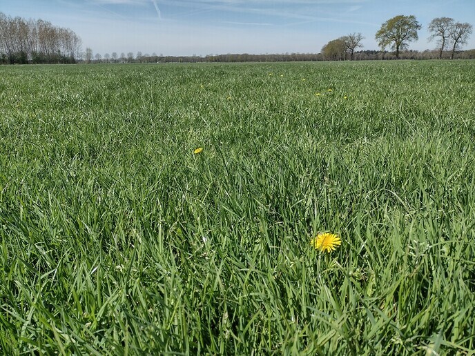 Andere mening als Salland zoemt