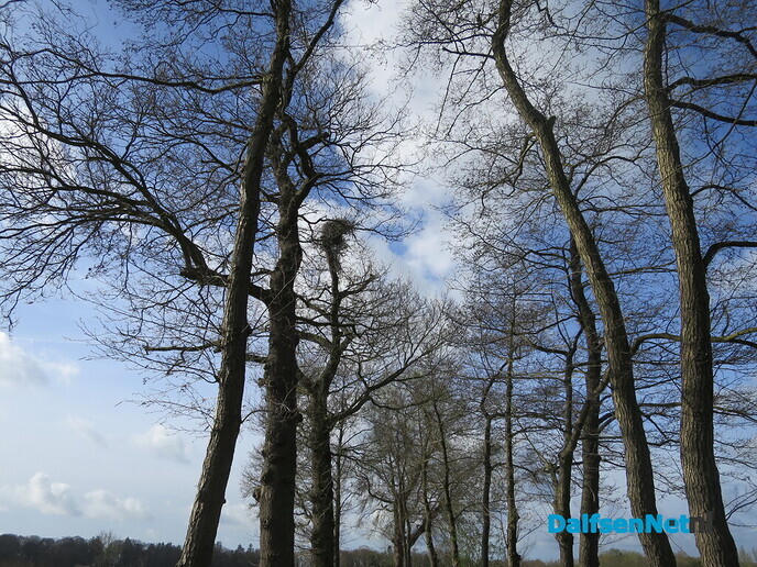 Hoeveel ooievaars kunnen er nog bij? - Foto: Wim