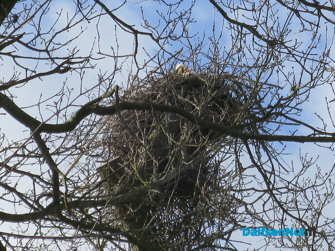 Hoeveel ooievaars kunnen er nog bij? - Foto: Wim