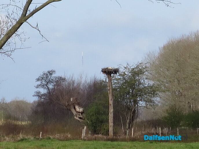 Hoeveel ooievaars kunnen er nog bij? - Foto: Wim
